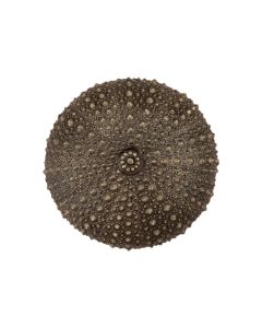 Antique Brass Sea Urchin Cabinet Knob