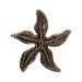 Antique Brass Beaded Starfish Cabinet Knob