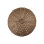 Museum Gold Sea Urchin Cabinet Knob