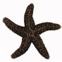 Antique Brass Natural Starfish Cabinet Knob