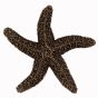 Museum Gold Natural Starfish Cabinet Knob