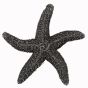 Antique Pewter Natural Starfish Cabinet Knob