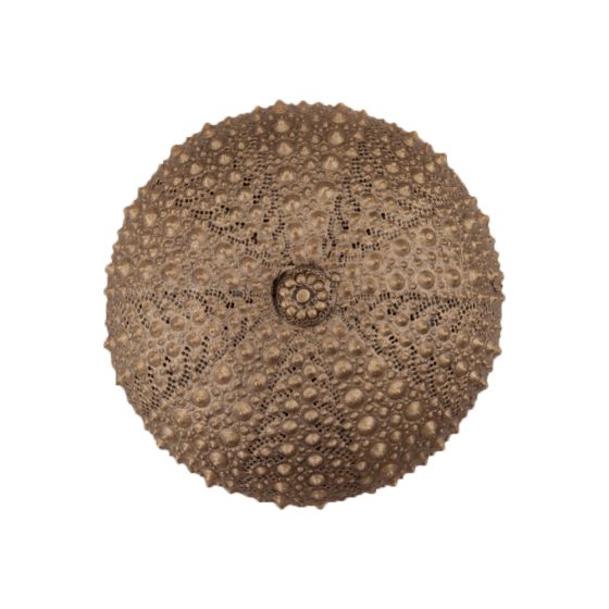 Museum Gold Sea Urchin Cabinet Knob