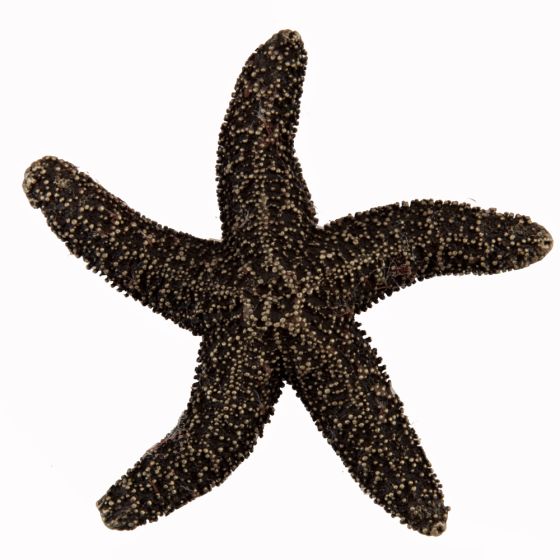 Antique Brass Natural Starfish Cabinet Knob