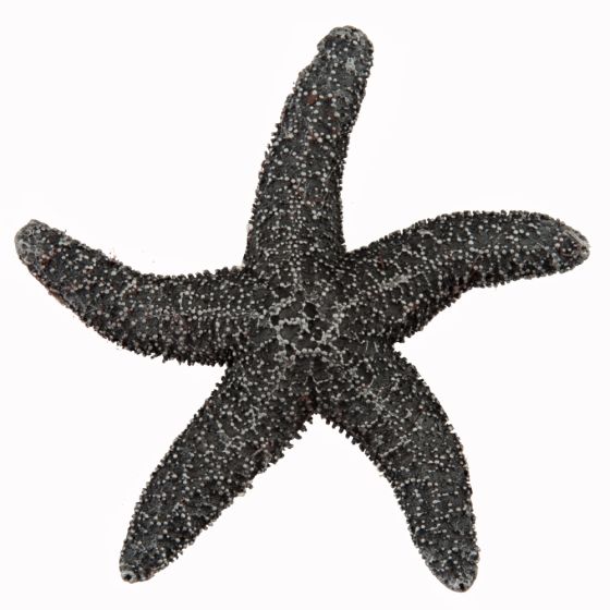 Antique Pewter Natural Starfish Cabinet Knob