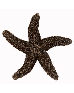 Museum Gold Natural Starfish Cabinet Knob